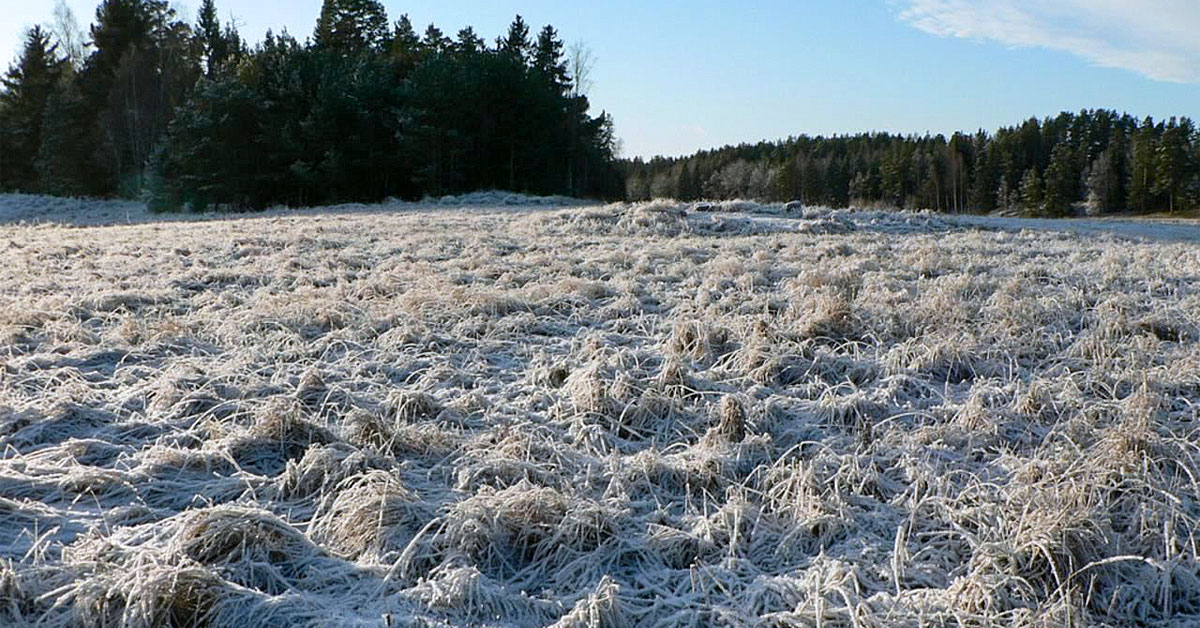 Frost-covered meadow under a clear sky, with icy grass in the foreground and a dense forest of evergreen trees in the background.