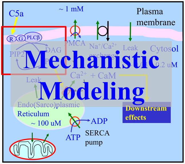 Mechanistic Modelling